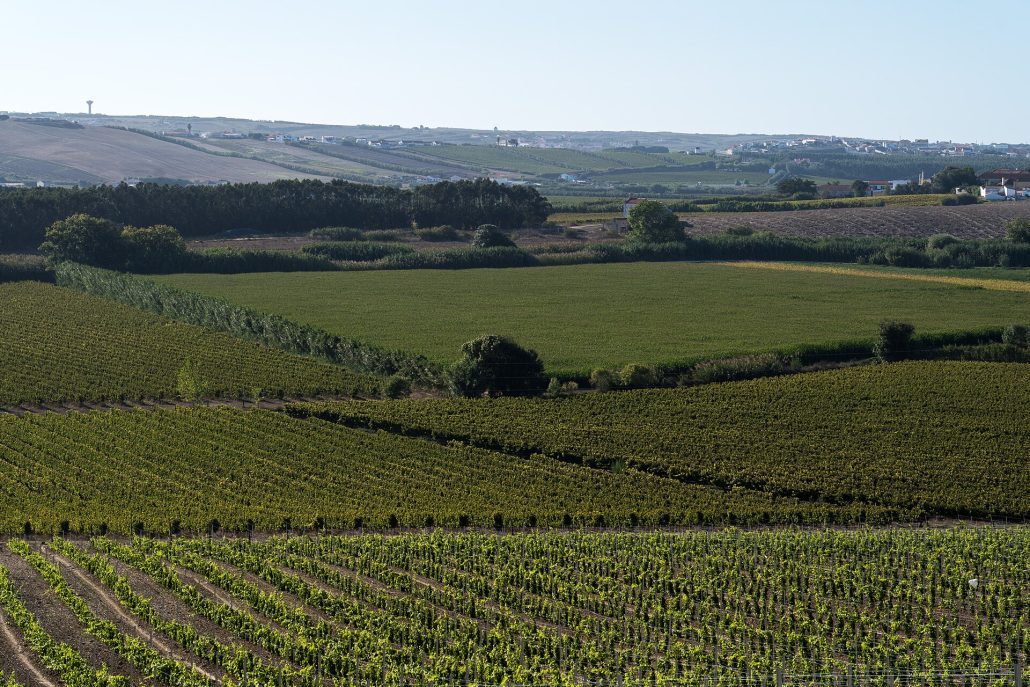 Vineyards in Torres Vedras, Lisbon region